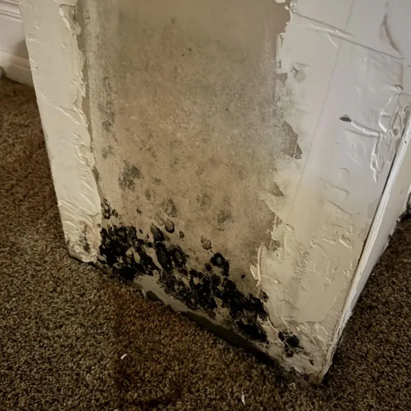 Professional Mold Removal in Rockwood, TN